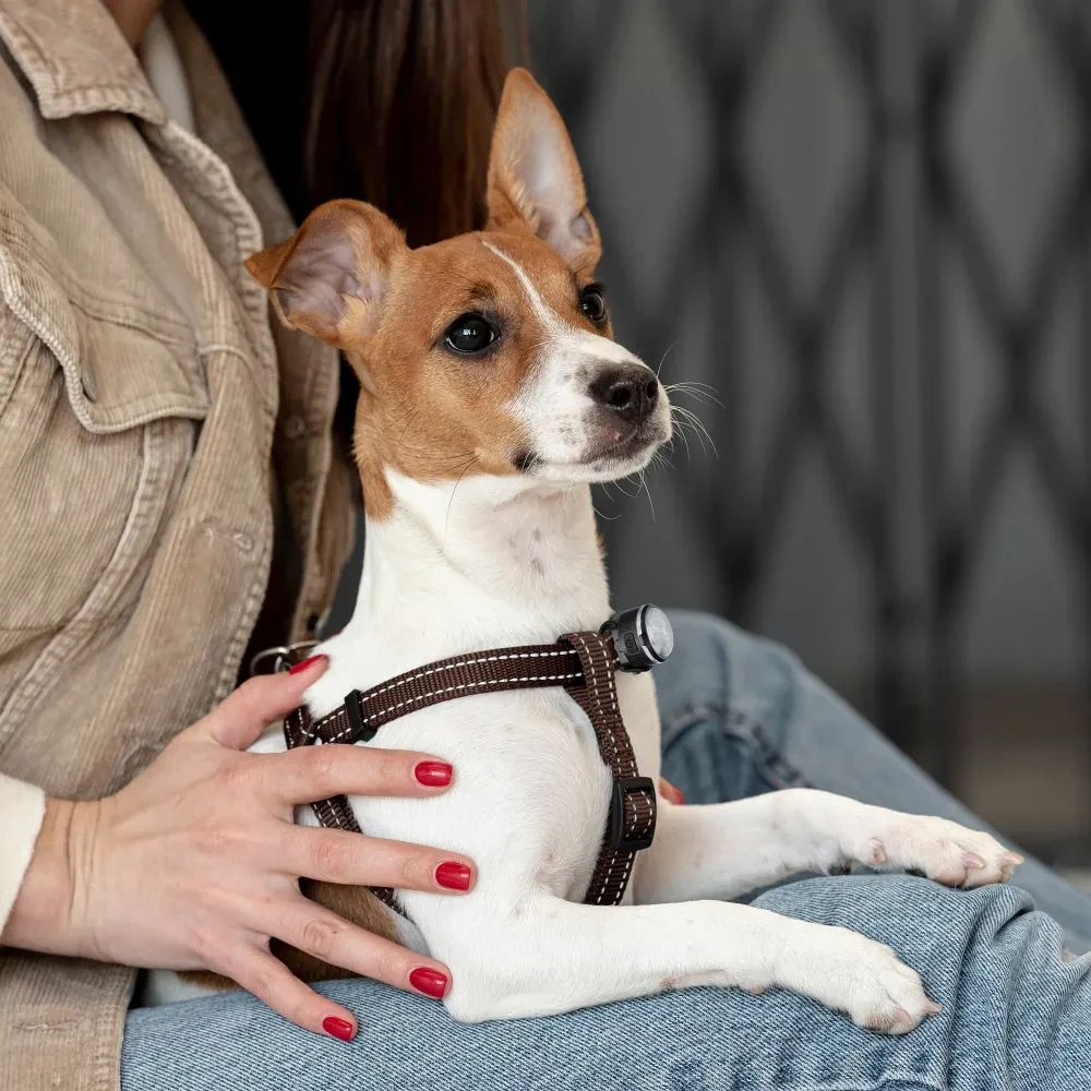 LED RGB svijetlo za srednje i velike pse UM024011